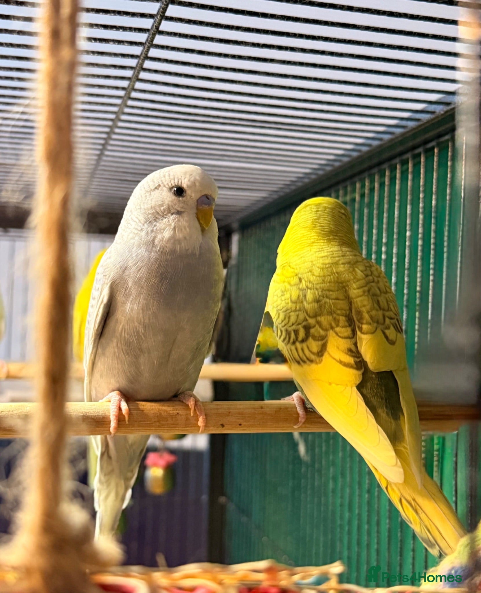 Budgerigars birds Pair 9 week old baby budgies available in Runcorn - Advert 1