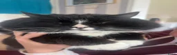 Mixed Breed cats for sale: Cat for sale asap in Dundee - Advert 6