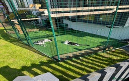 British Shorthair cats for sale: Bella, 3 Years Old - Image 4