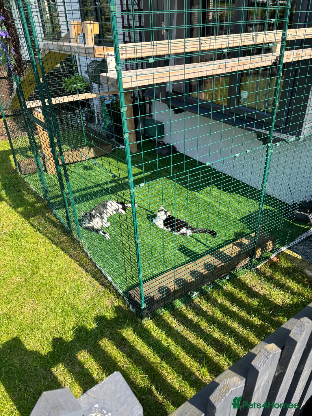 British Shorthair cats for sale: Bella, 3 Years Old - Image 4