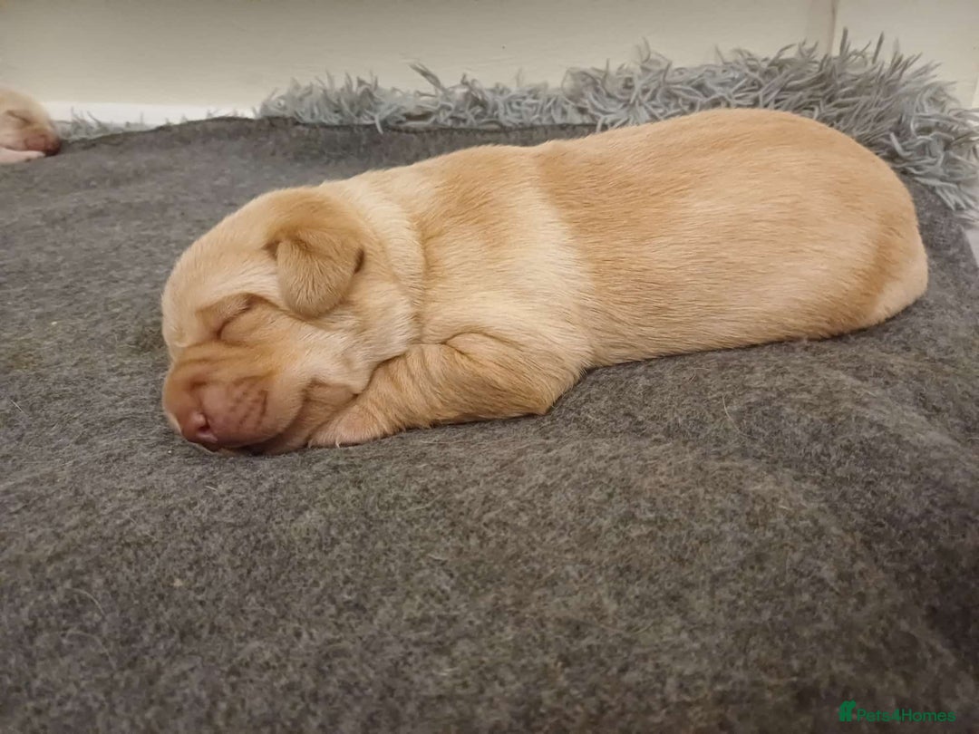 Labrador Retriever dogs for sale: PUPPIES 🐶🐾 - Image 14