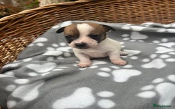 Jack Russell dogs for sale: 3 Jack Russell boy pups - Image 2