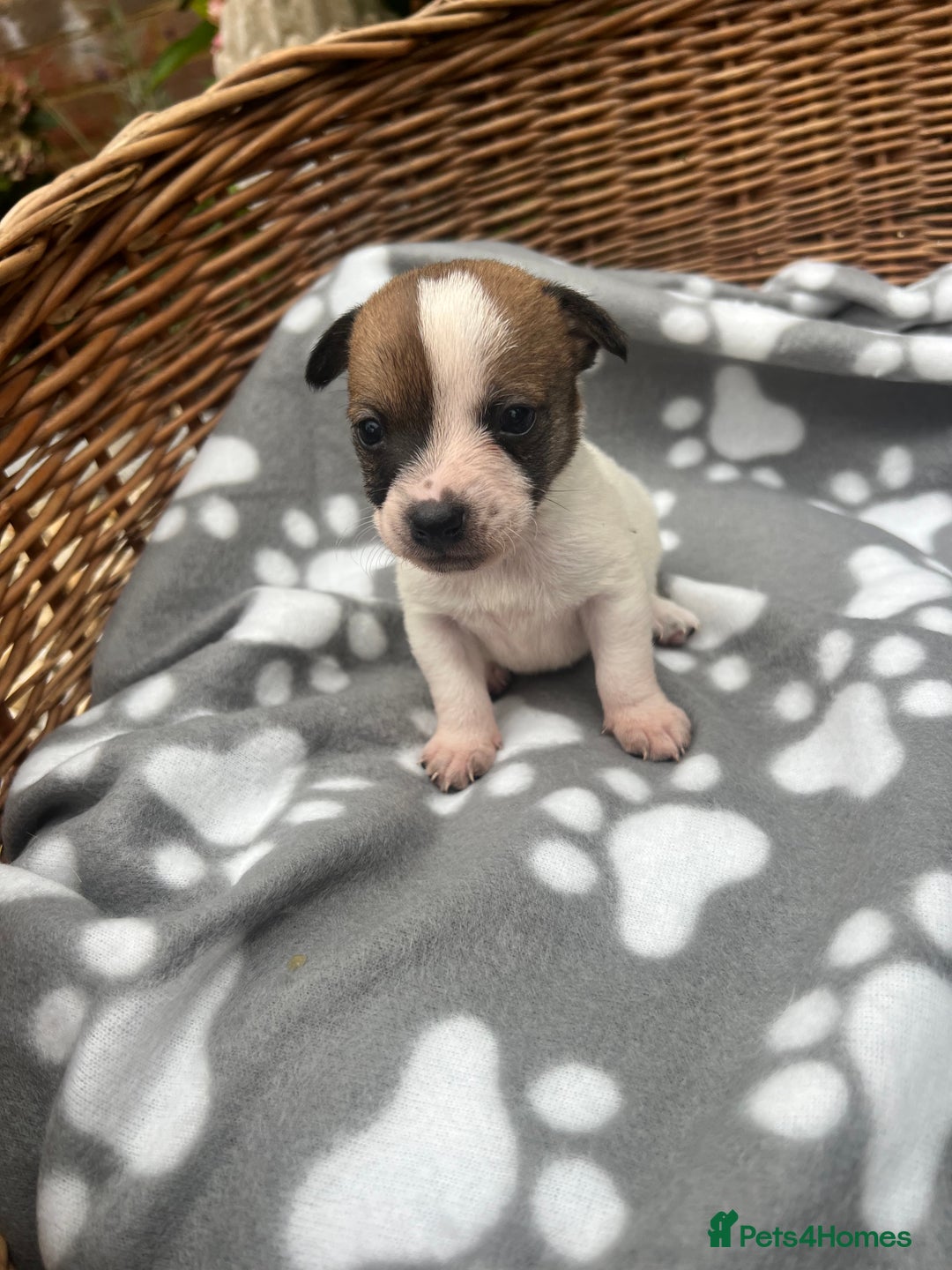 Jack Russell dogs for sale: 3 Jack Russell boy pups - Image 2