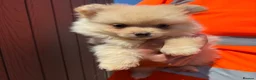 Pomeranian dogs for sale: Pomeranian Boy - Advert 2