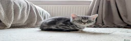 British Shorthair cats for sale: British Shorthair silver Tabby  KITTENS - Advert 4