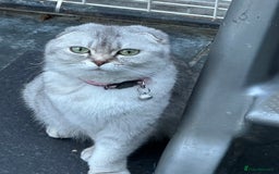 Mixed Breed cats for sale: Maine coon x Scottish fold kittens - Image 5
