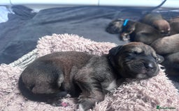 Mixed Breed dogs for sale: Saluki Bull Grey Puppies  - Image 27