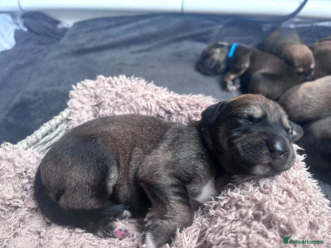 Mixed Breed dogs for sale: Saluki Bull Grey Puppies  - Image 27