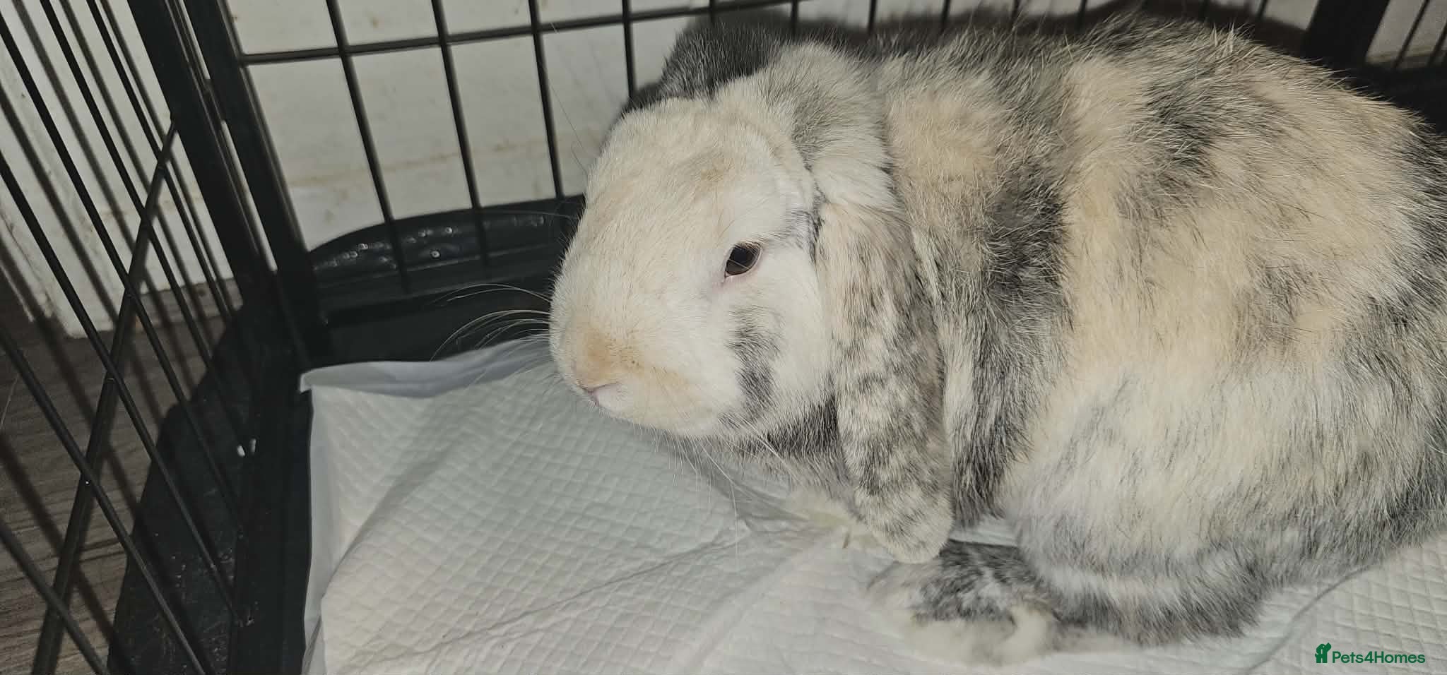 English Lop rabbits Giant English Lop - Advert 2