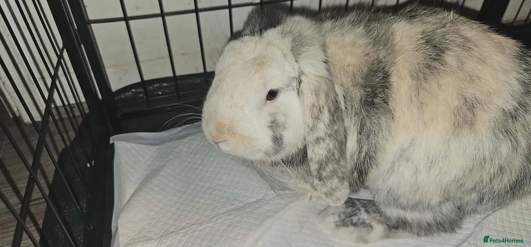 English Lop rabbits for sale: Giant English Lop - Advert 1