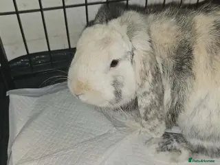 English Lop rabbits Giant English Lop - Advert 1