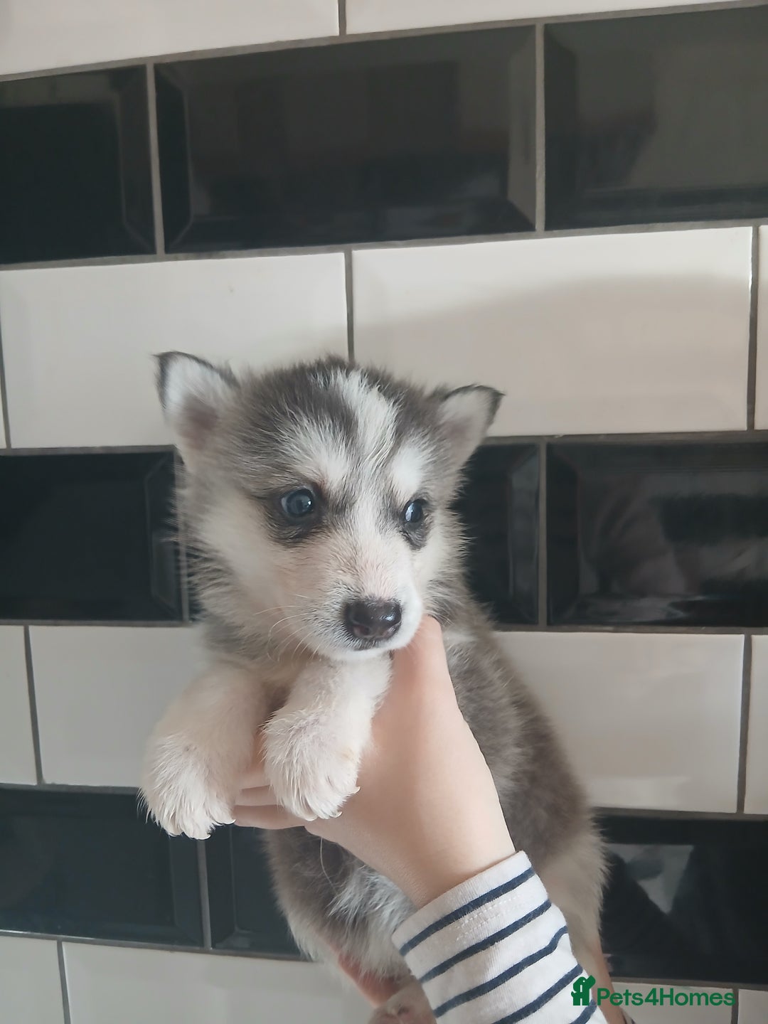 Siberian Husky dogs for sale: Husky pups for sale - Image 3