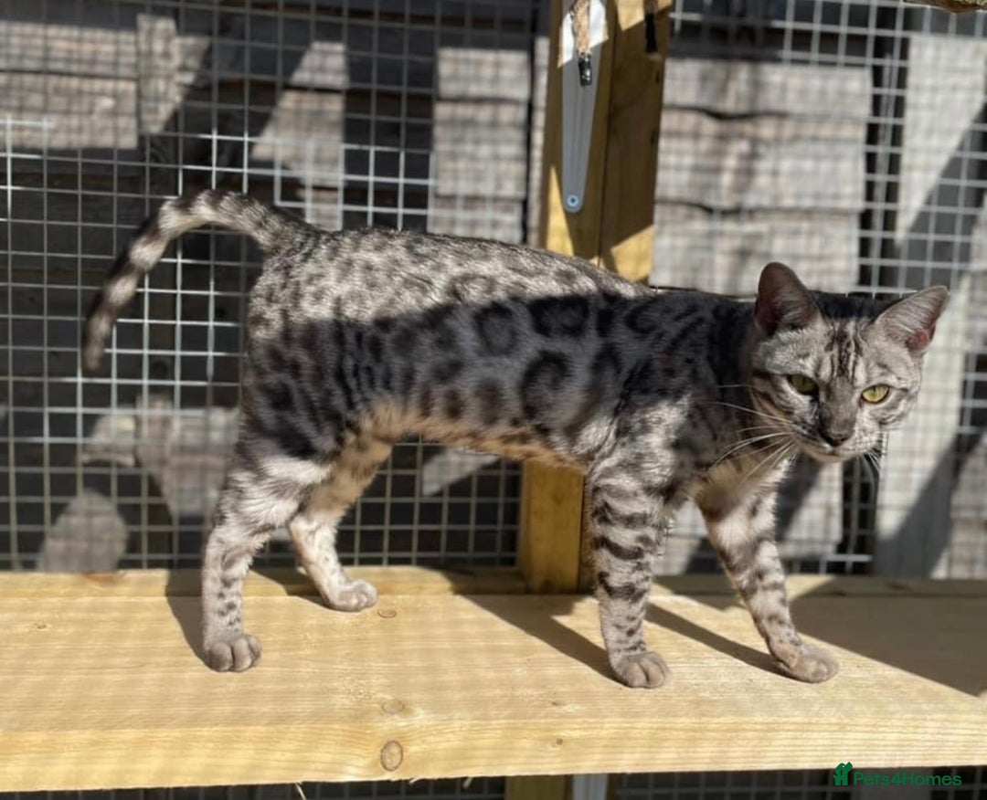 Bengal cats for sale: Beautiful Silver Charcoal Spay Female Bengal in Benfleet - Image 2
