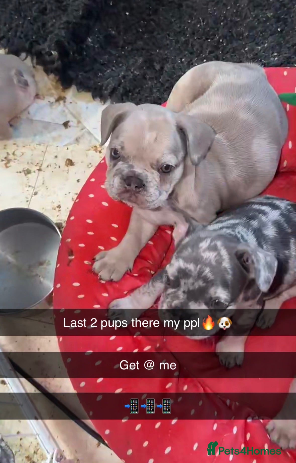 French Bulldog dogs 1. Boy and 1. Girl left. - Advert 6