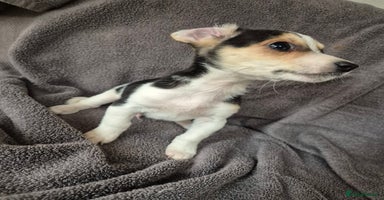 Jack Russell dogs - Advert 9