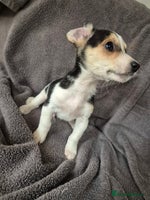 Jack Russell dogs - Advert 13