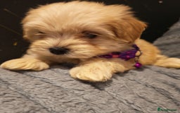 Maltipoo dogs for sale: Miniature Maltipoo Ready to Go - Image 17