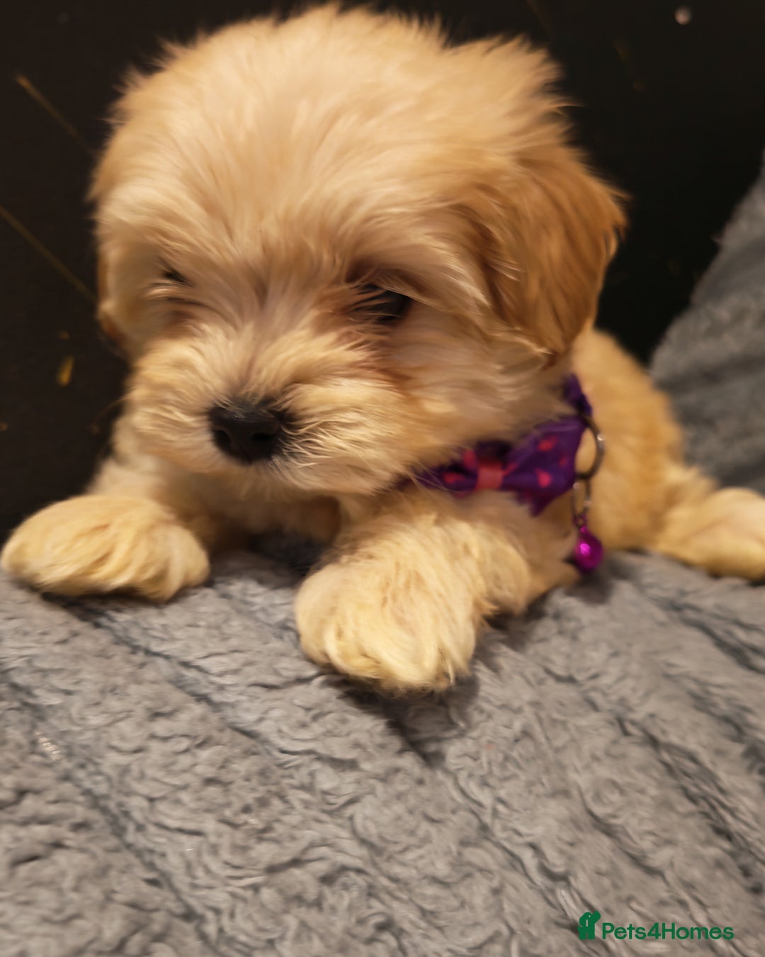 Maltipoo dogs for sale: Miniature Maltipoo Ready to Go - Image 17