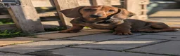Dachshund dogs for sale: Champion Bloodline Standard Dachshund - Advert 7