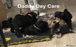 Miniature Schnauzer dogs for sale: Cutest KC Miniature Schnauzers - 3 boys/2 girls - Image 12