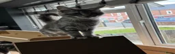 Maine Coon cats for sale: 3 beautiful boy Maine coon kittens  - Advert 9