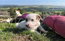 Jack Russell dogs for sale: Miniature Jack Russell terrier puppies  - Image 21