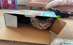 Mixed Breed cats for sale: Rehoming of kitten required - Image 2