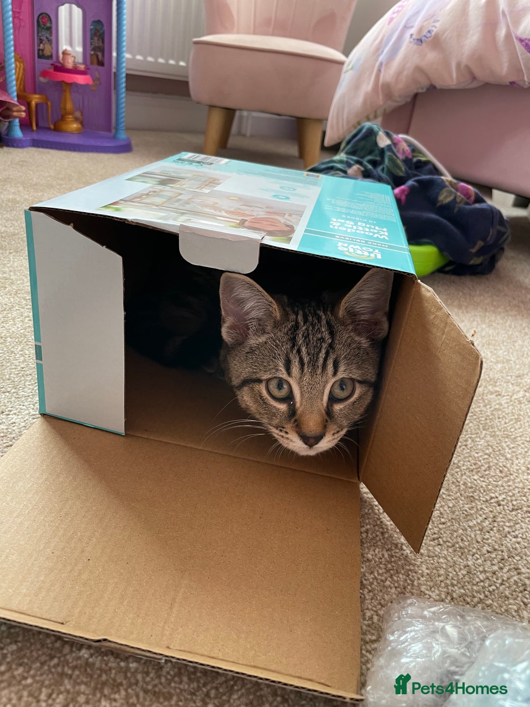 Mixed Breed cats for sale: Rehoming of kitten required - Image 2