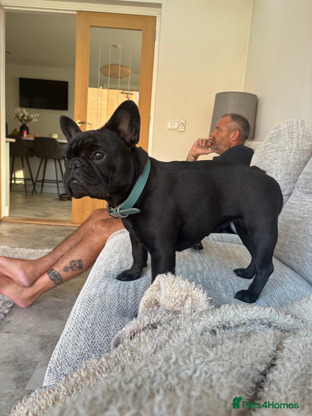 French Bulldog dogs for sale: French bulldog female  - Image 4