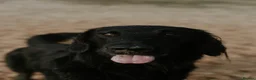 Flat coated Retriever dogs for sale: KC Reg Flat Coated Retrievers  - Advert 10