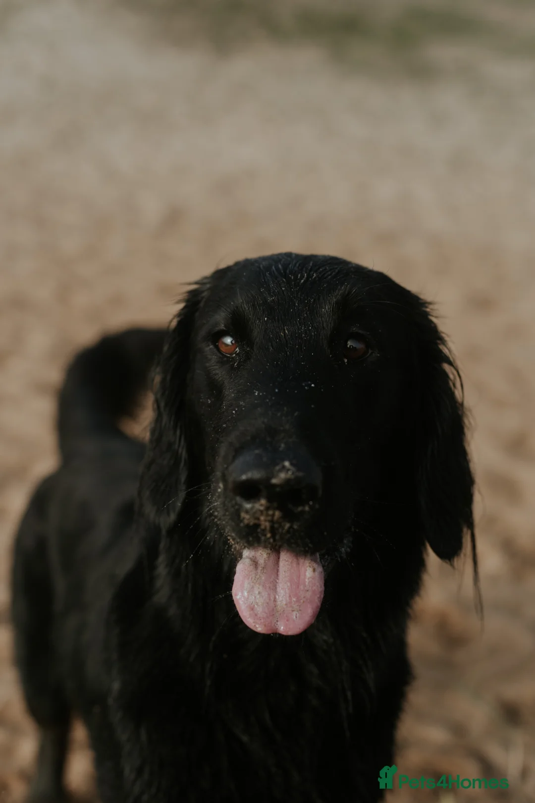 Flat coated Retriever dogs for sale: KC Reg Flat Coated Retrievers  - Advert 10