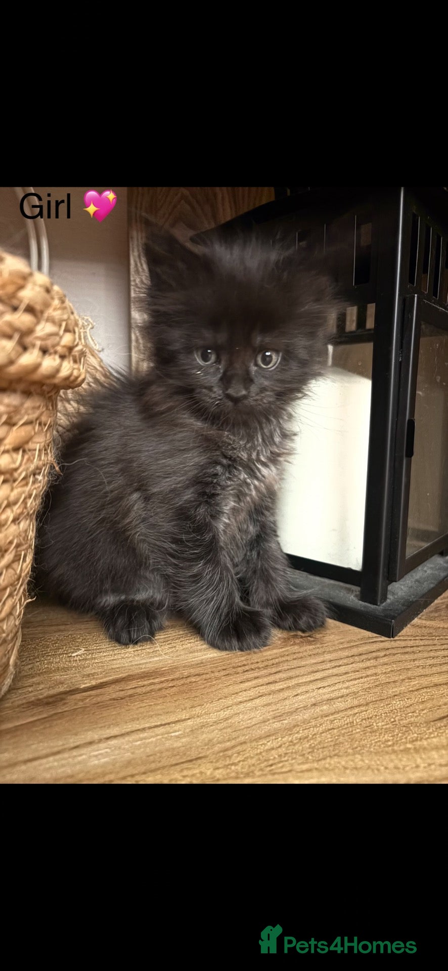 Maine Coon cats TICA registered Mainecoon kittens - Advert 2
