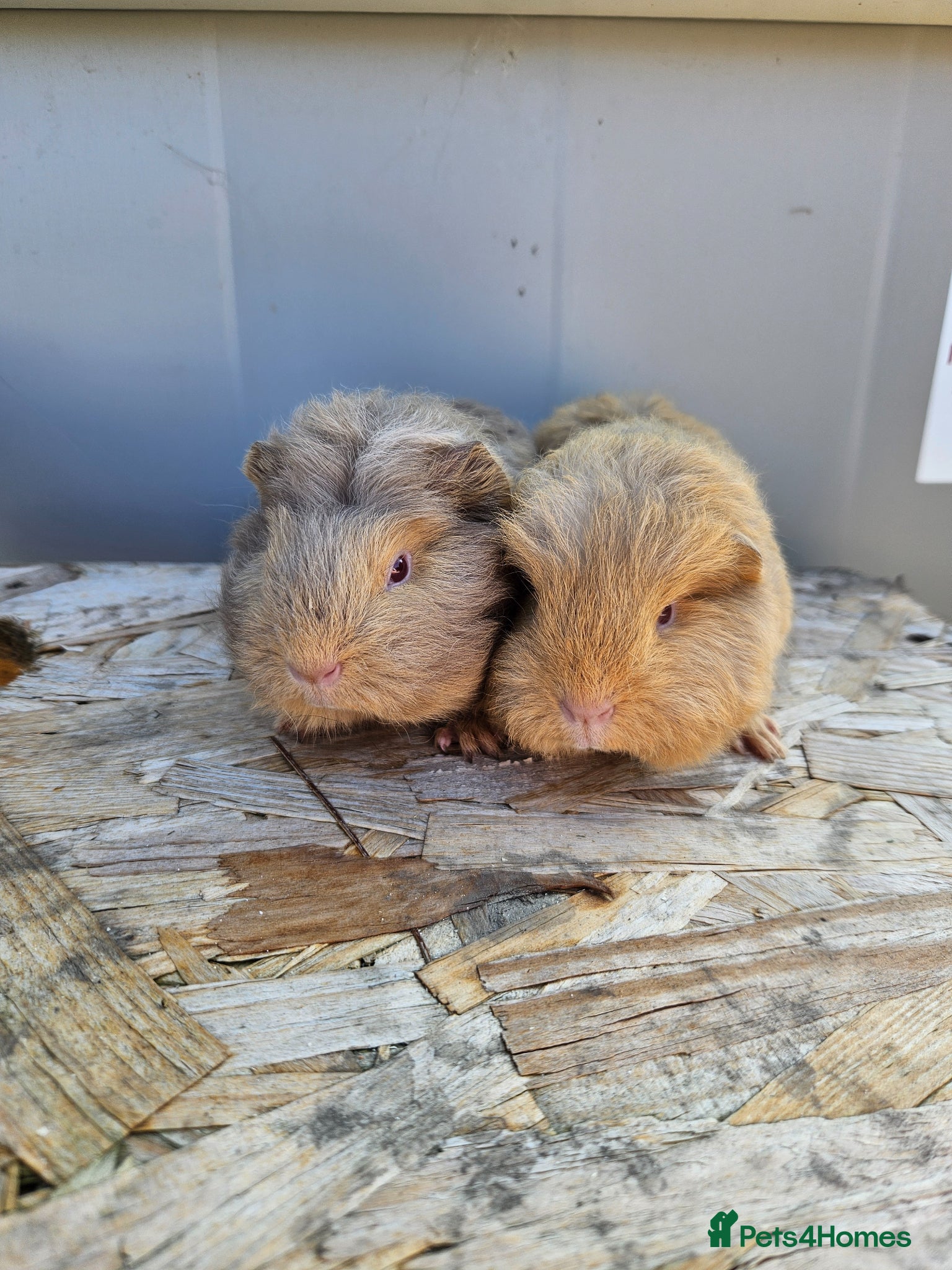 Guinea Pig rodents 2 swiss baby boars available - Advert 1