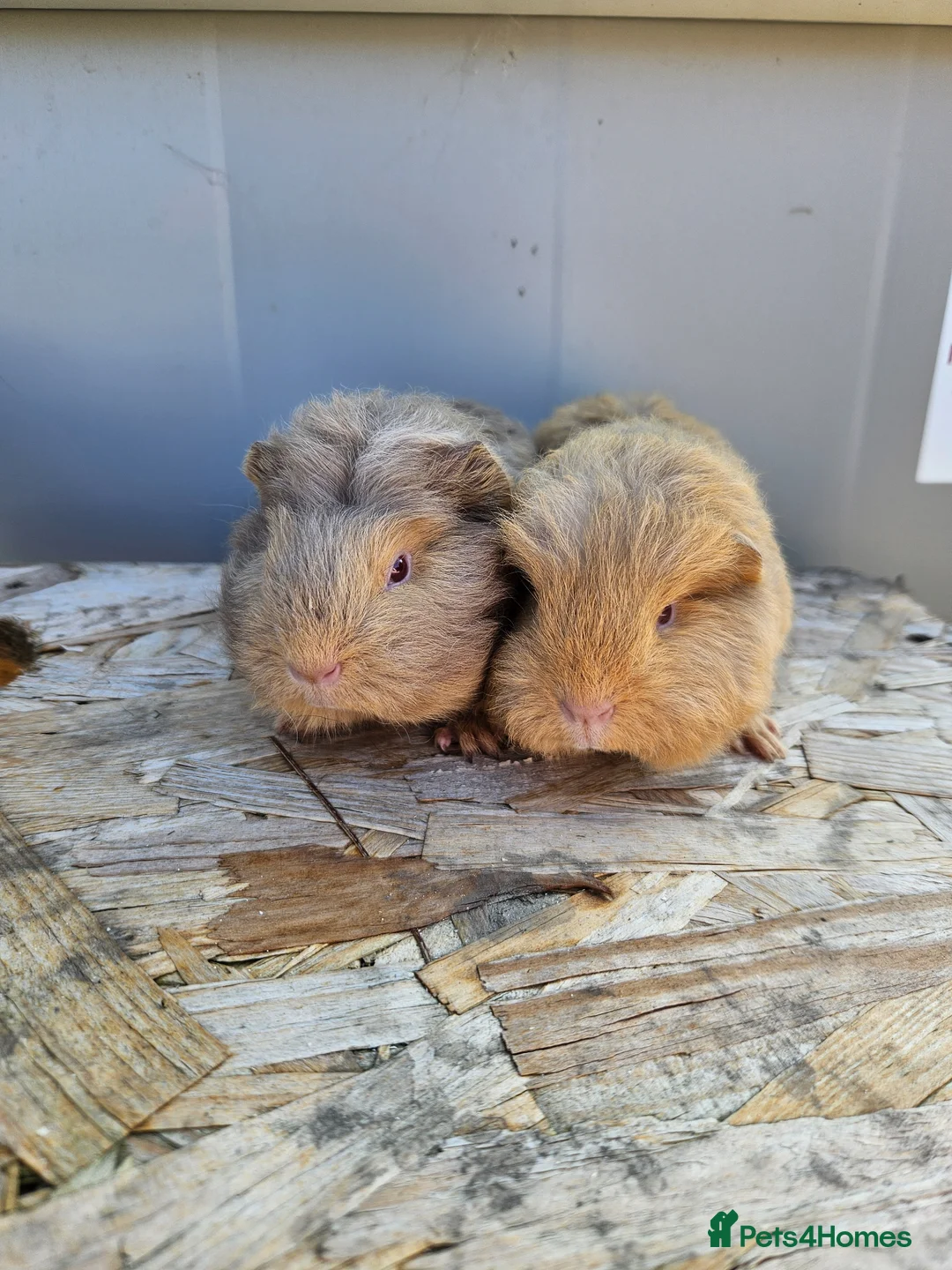 Guinea Pig rodents for sale: 2 swiss baby boars available - Advert 1