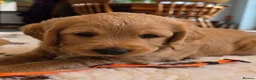 Labradoodle dogs for sale: DNA Health screened Miniature Labradoodles  - Advert 12
