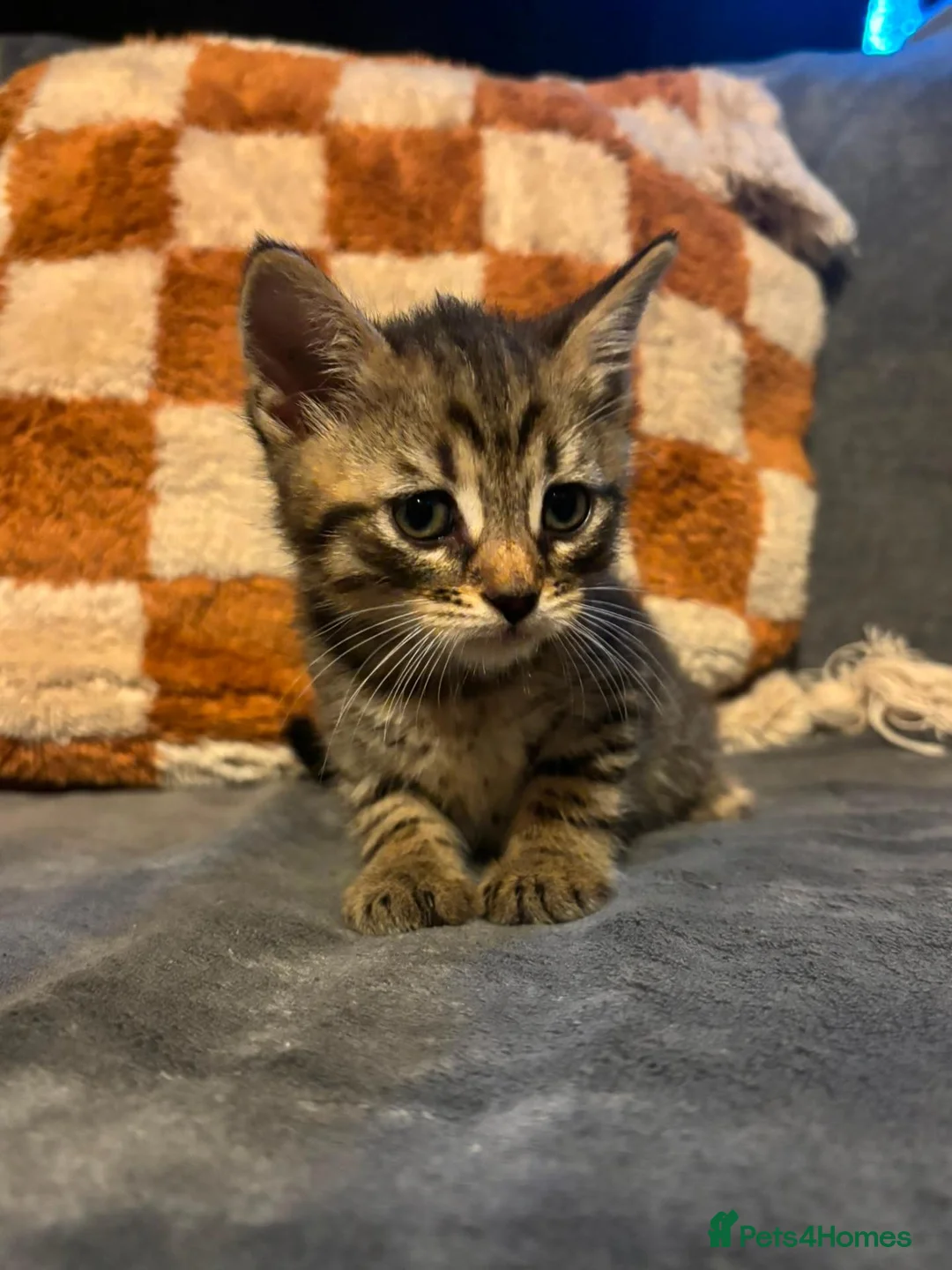 Mixed Breed cats for sale: Adorable British long hair Cross Kittens  - Advert 6