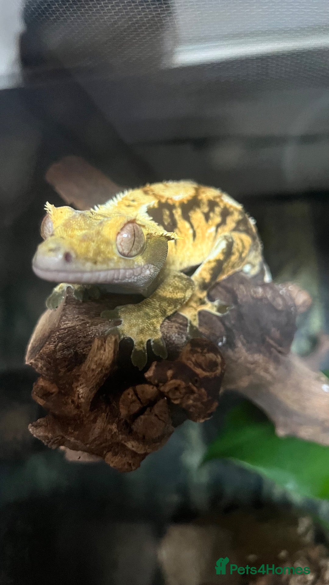 Gecko reptiles Male Tiger stripe crested gecko - Advert 2