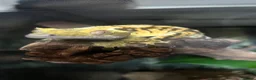 Gecko reptiles for sale: Male Tiger stripe crested gecko - Advert 1