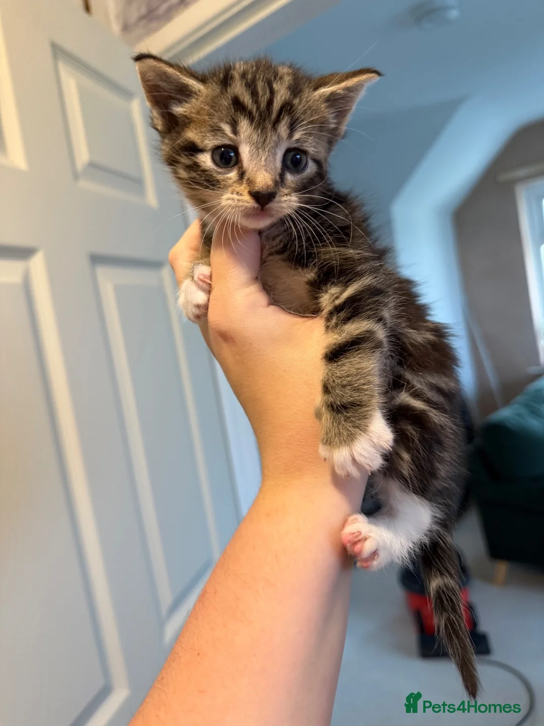 Mixed Breed cats for sale: 4 kittens for sale  - Advert 2