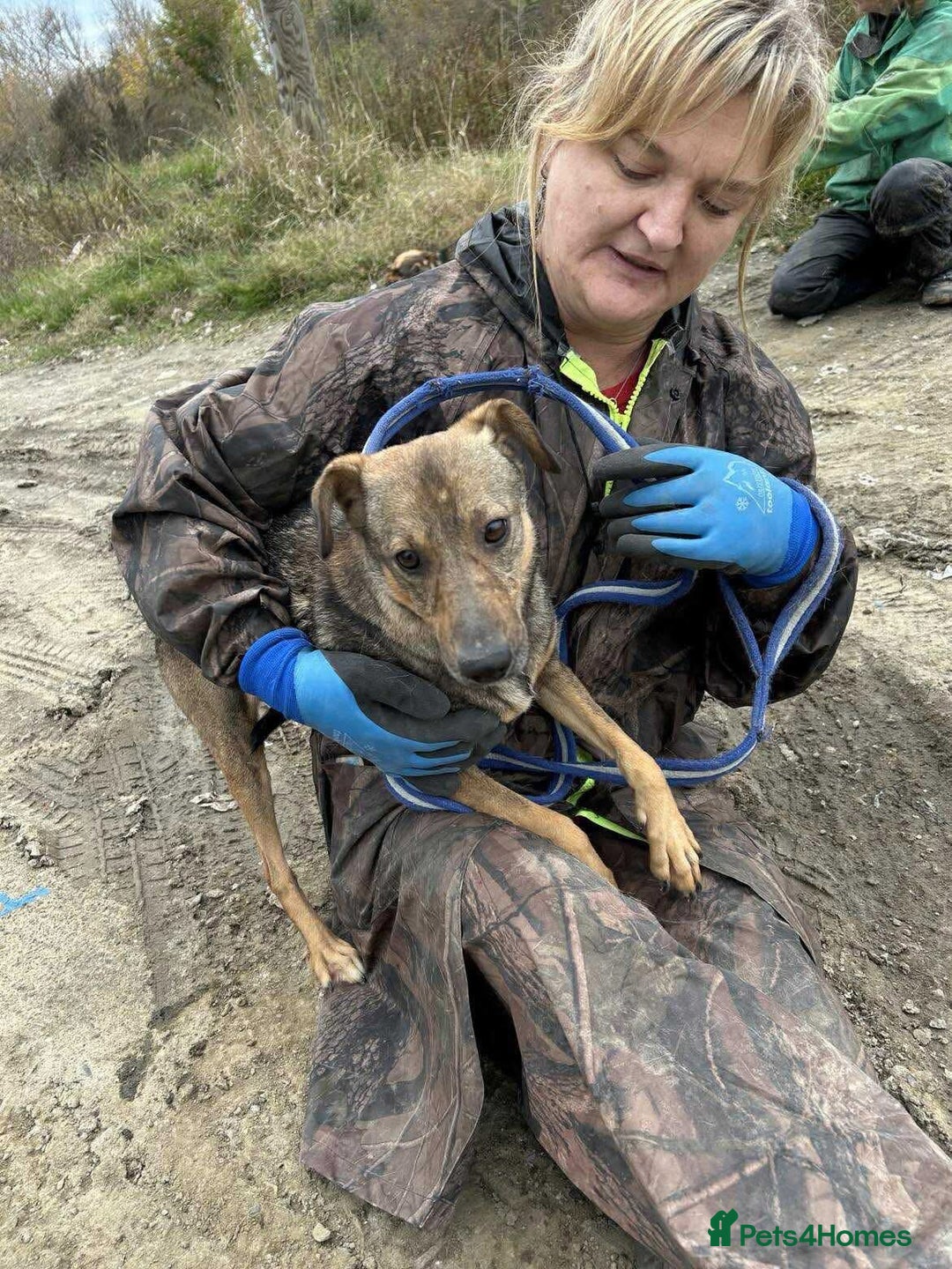 Mixed Breed dogs for adoption: Flora - Norwich Norfolk  - Advert 5