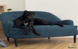 Lurcher dogs for sale: Four-year-old lurcher for sale - Image 3