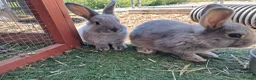 Netherland Dwarf rabbits for sale: Netherland dwarf x mini lop baby rabbits  - Advert 2
