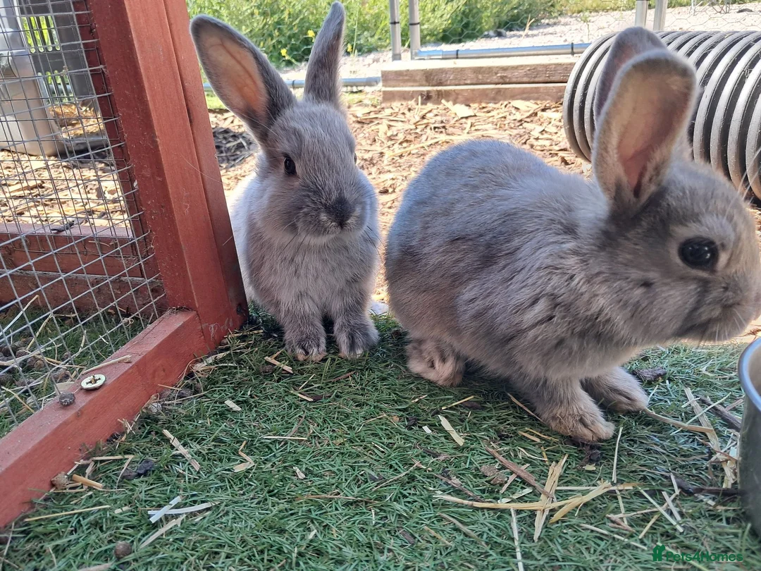 Netherland Dwarf rabbits for sale: Netherland dwarf x mini lop baby rabbits  - Advert 2