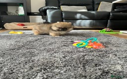 Pomeranian dogs for sale: Stunning 🧸 Teddy 🏆 Champion Line Boy - Image 4