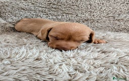 Miniature Dachshund dogs for sale: Beautiful Mini Daschounds Babies For Sale - Image 10