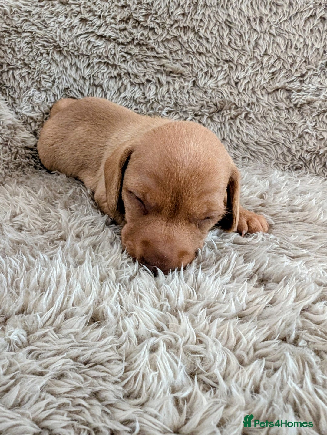 Miniature Dachshund dogs for sale: Beautiful Mini Daschounds Babies For Sale - Image 10