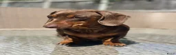 Miniature Dachshund dogs for sale: KC boy and girl  - Advert 8