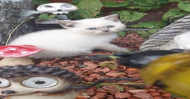 British Shorthair cats - Advert 10