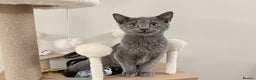 Russian Blue cats for sale: Pure Russian Blue Boy❄️ - Advert 22