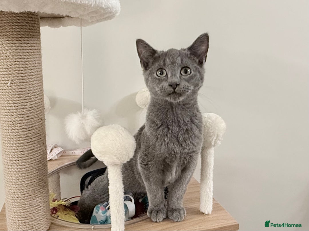 Russian Blue cats for sale: Pure Russian Blue Boy❄️ - Advert 22